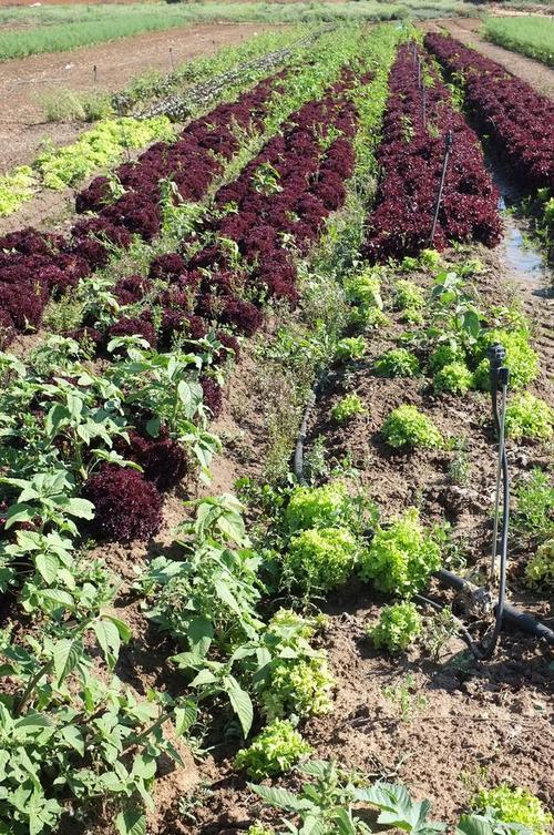 赤芍种植技术视频怎么种？-图3