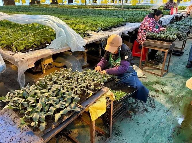 大棚草莓种植后如何精细管理？-图1