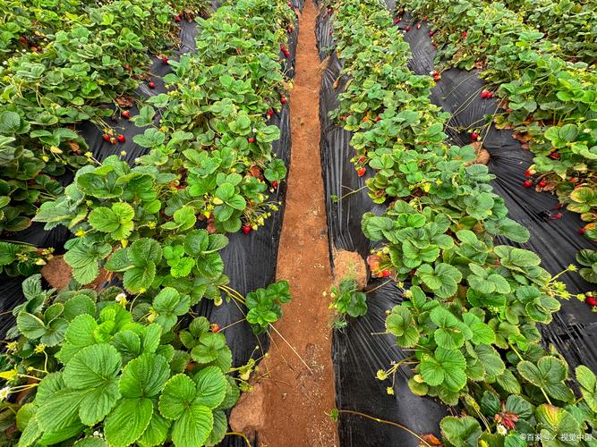 大棚草莓种植后如何精细管理？-图3