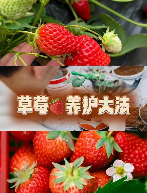 大棚草莓种植后如何精细管理？-图2
