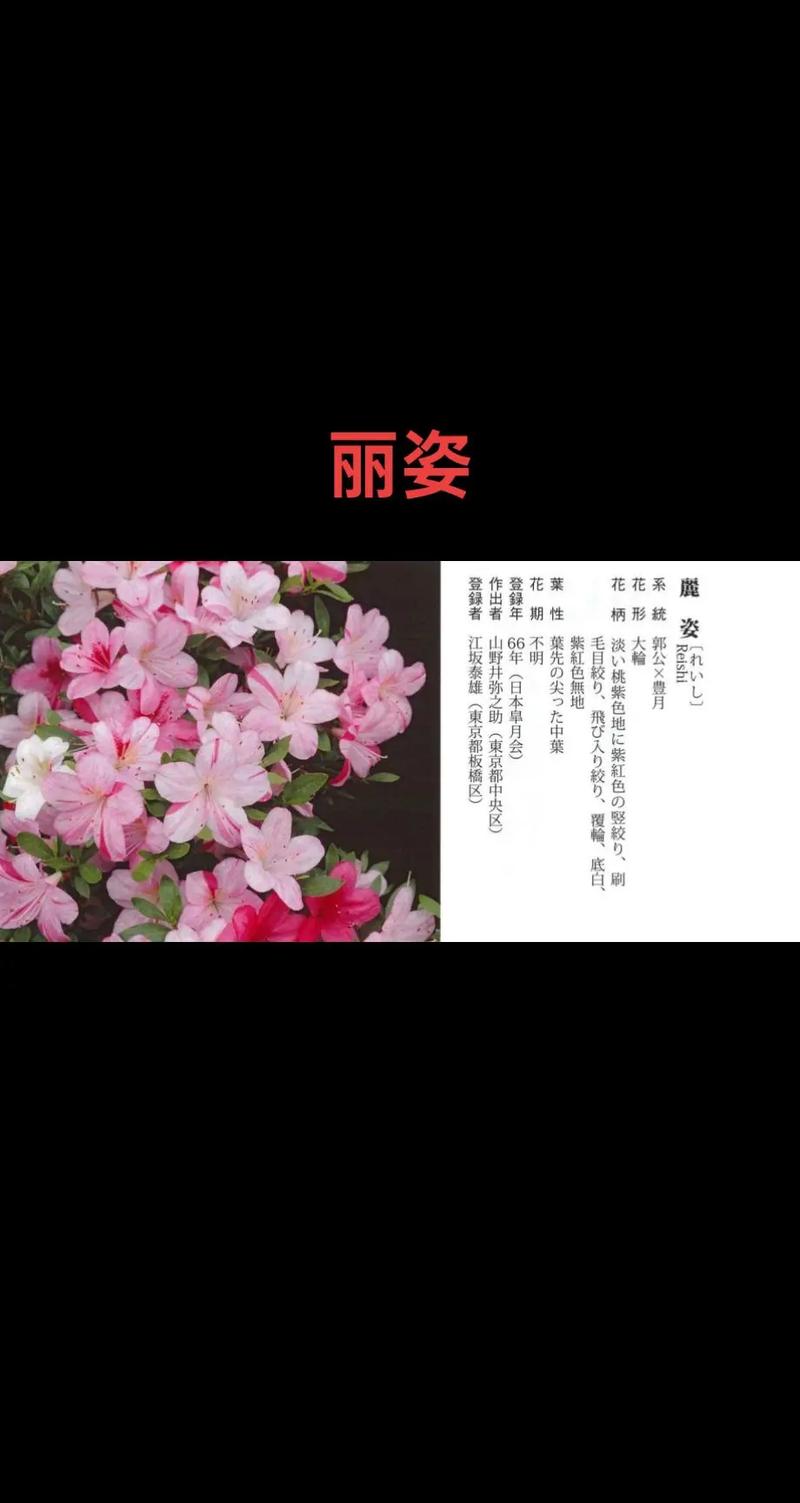 杜鹃花品种图片名称大全有哪些？-图2