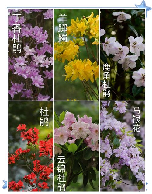 杜鹃花品种图片名称大全有哪些？-图1