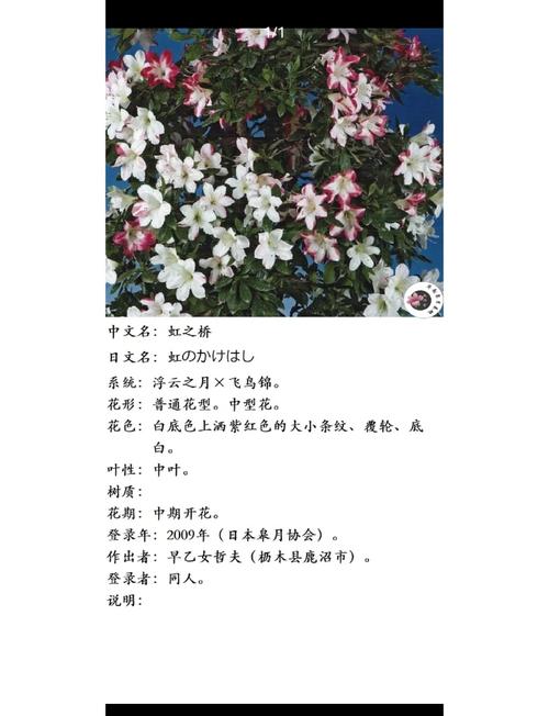 杜鹃花品种图片名称大全有哪些？-图3