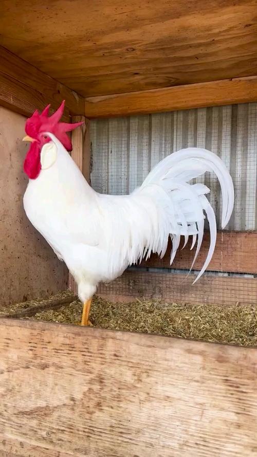 养鸡场的白鸡都是什么品种？-图1