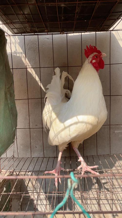养鸡场的白鸡都是什么品种？-图3