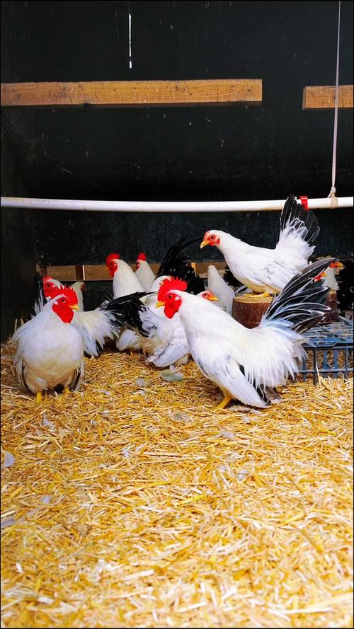 养鸡场的白鸡都是什么品种？-图2