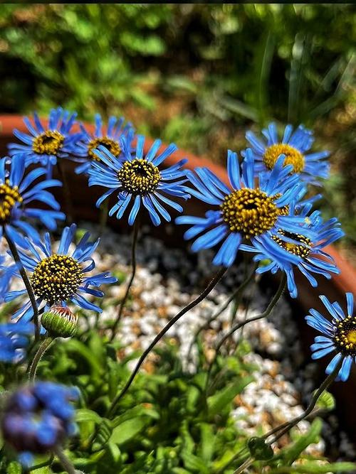 咖啡色雏菊是什么品种？-图1