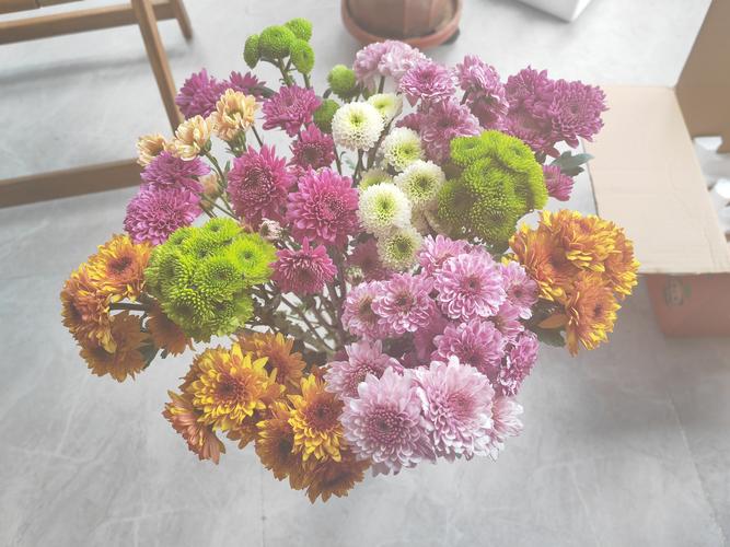 咖啡色雏菊是什么品种？-图3