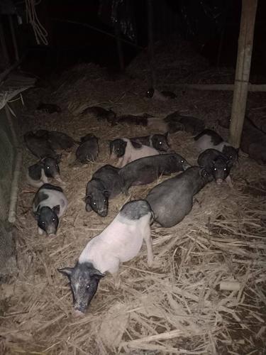 黑龙江野猪杂交品种批发，品质与价格如何？-图1