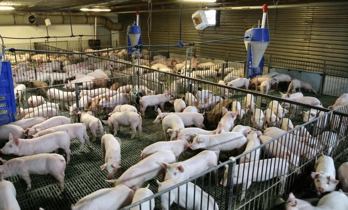 养猪视频技术要点有哪些？-图3