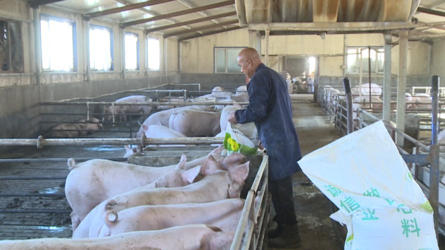 养猪视频技术要点有哪些？-图1