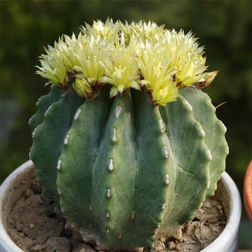 可开花仙人掌有哪些常见品种？-图2