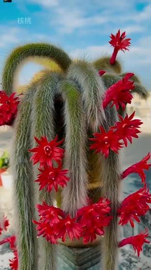 可开花仙人掌有哪些常见品种？-图3