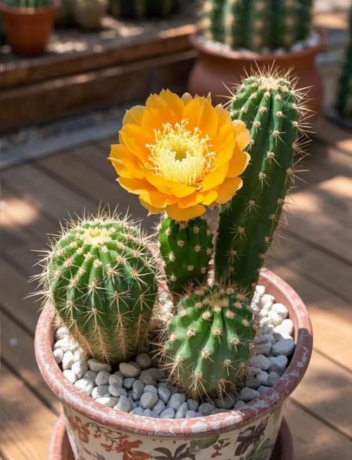 可开花仙人掌有哪些常见品种？-图1