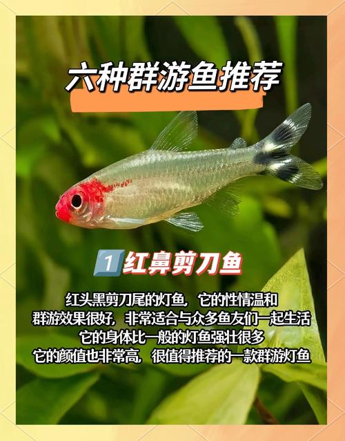 哪些鱼适合高密度养殖?-图3 哪些鱼适合高密度养殖?-图3