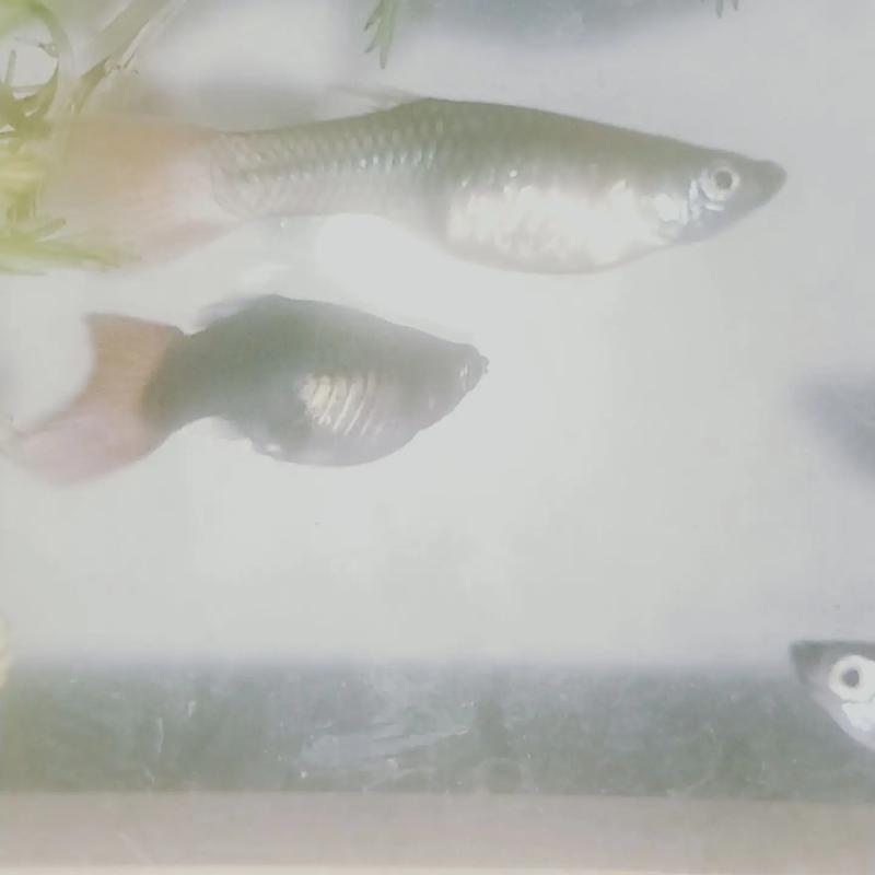 哪些鱼适合高密度养殖?-图2 哪些鱼适合高密度养殖?-图2