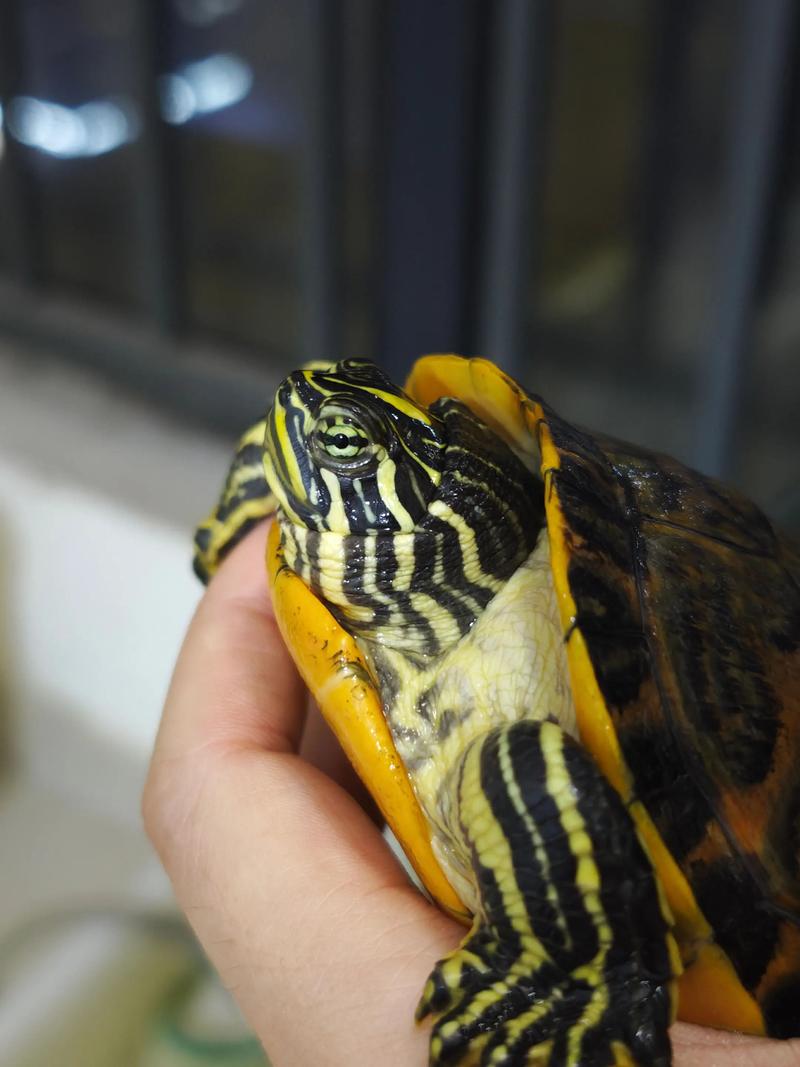 沙琅火焰龟2025价格会涨还是跌?-图1 沙琅火焰龟2025价格会涨还是跌?-图1