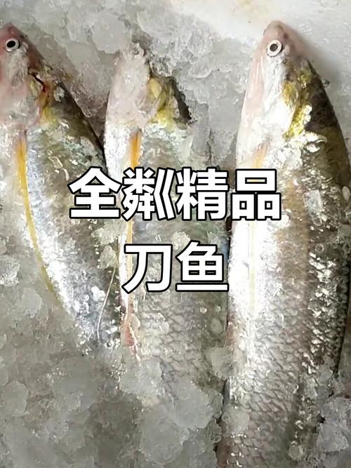 2025年长江刀鱼价格会涨还是跌？-图1