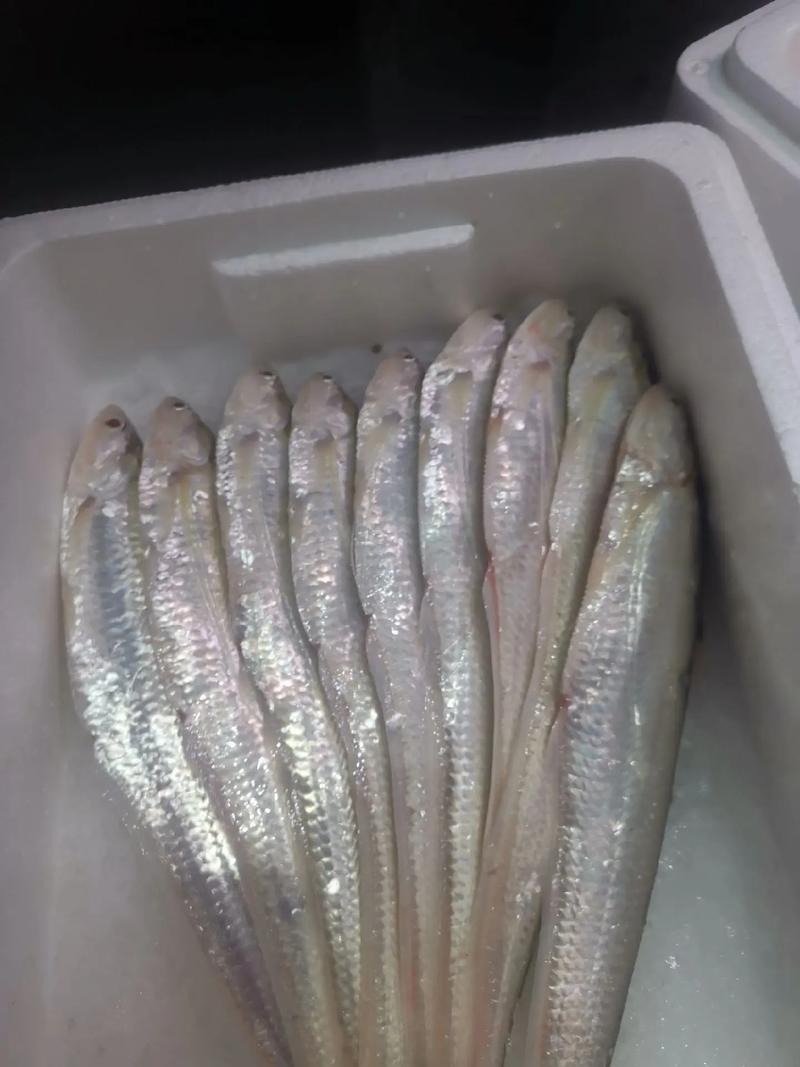 2025年长江刀鱼价格会涨还是跌？-图2