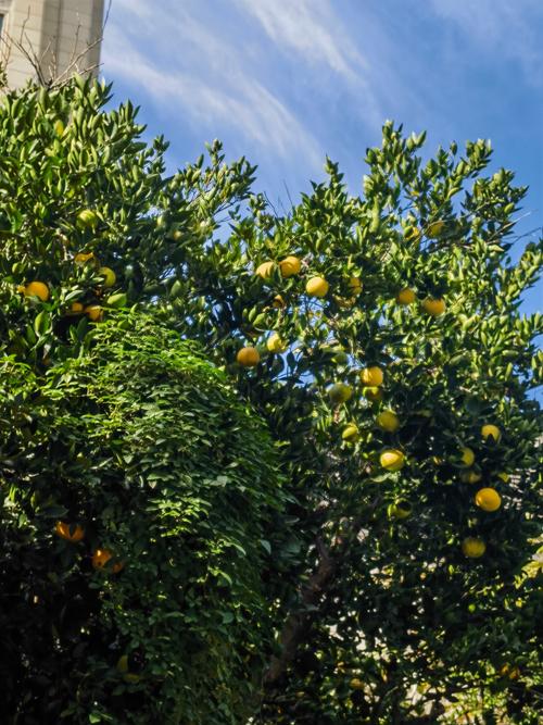 橙子树有没刺的品种？-图1