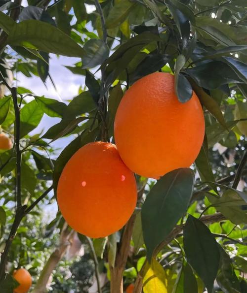 橙子树有没刺的品种？-图2