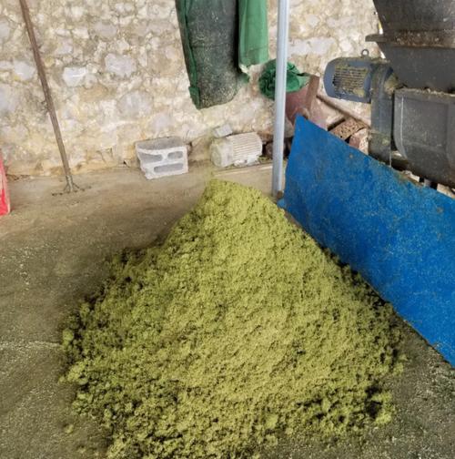 发酵青饲料养猪视频,技术要点有哪些?-图1 发酵青饲料养猪视频,技术要点有哪些?-图1