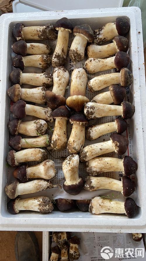 人工种植蘑菇品种到底有多少？-图1