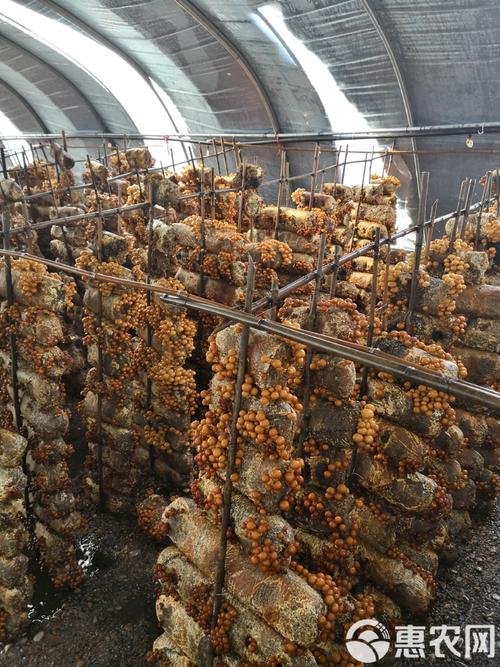 人工种植蘑菇品种到底有多少？-图3