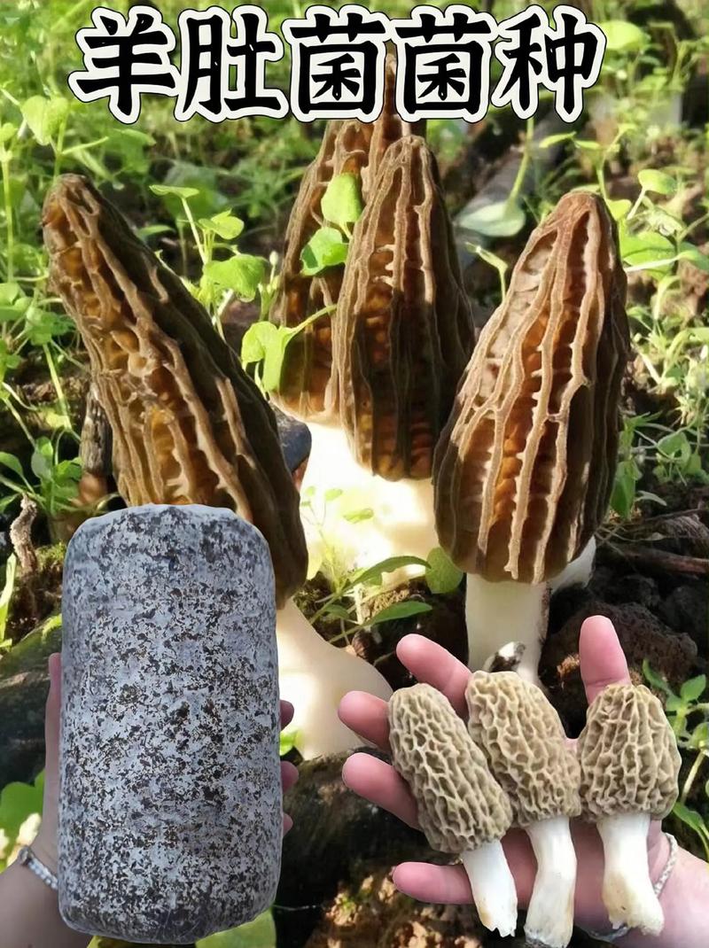 人工种植蘑菇品种到底有多少？-图2