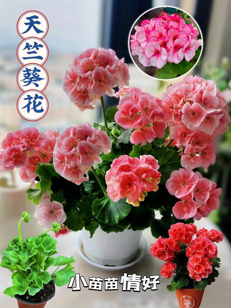 天竺葵最美品种是哪个？-图1