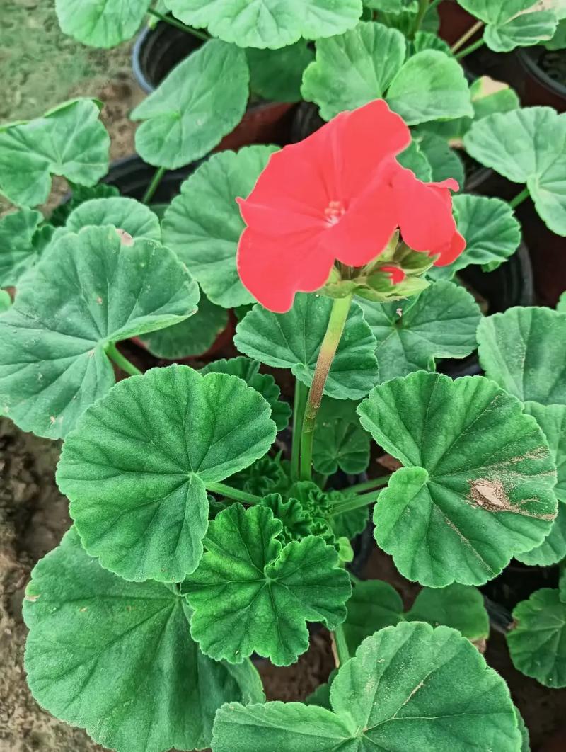 天竺葵最美品种是哪个？-图3