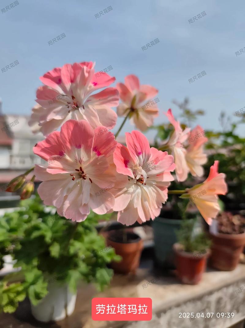 天竺葵最美品种是哪个？-图2