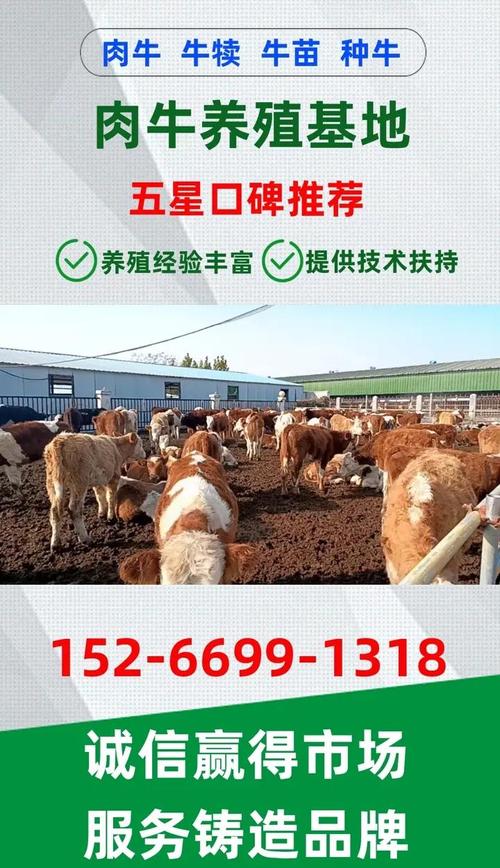 品种牛价格缘何如此之高？-图1