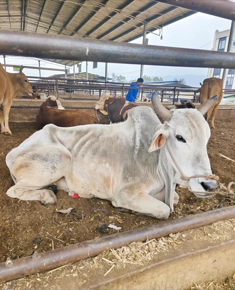 品种牛价格缘何如此之高？-图2