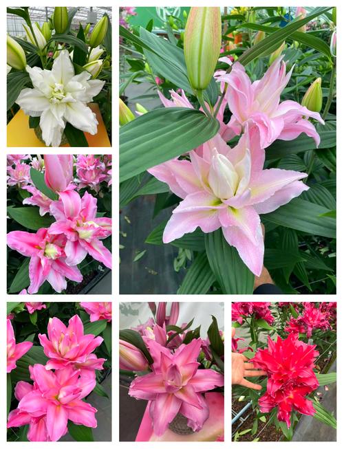 什么品种百合开花特别多?-图2 什么品种百合开花特别多?-图2