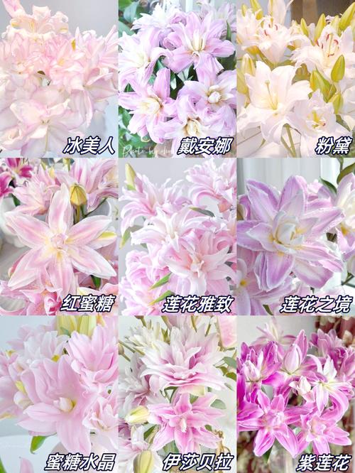 什么品种百合开花特别多?-图1 什么品种百合开花特别多?-图1