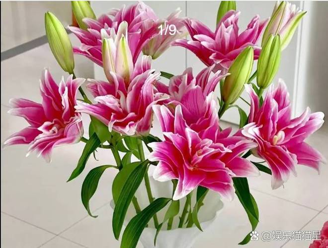 什么品种百合开花特别多？-图3