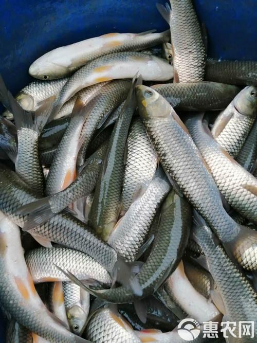 中科三号是鱼的新品种吗？-图2