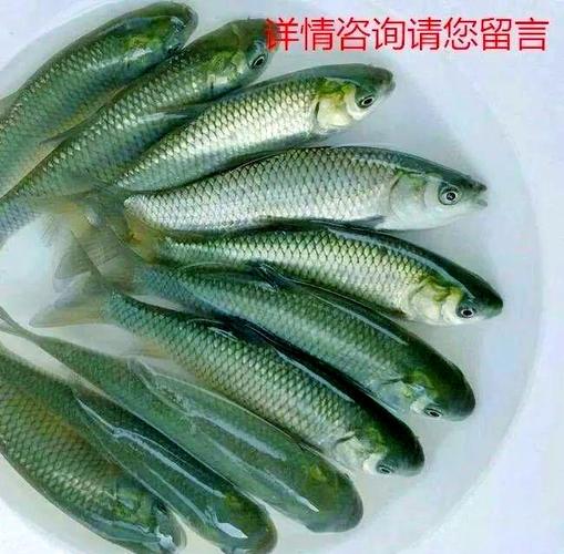 中科三号是鱼的新品种吗？-图3