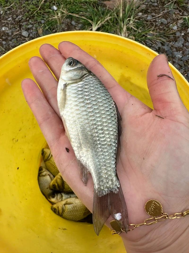 中科三号是鱼的新品种吗？-图1