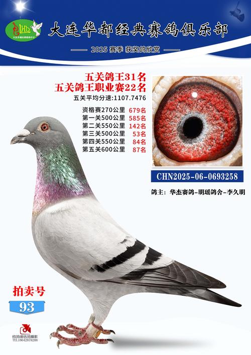 2025年肉鸽价格行情将如何变化?-图1 2025年肉鸽价格行情将如何变化?-图1