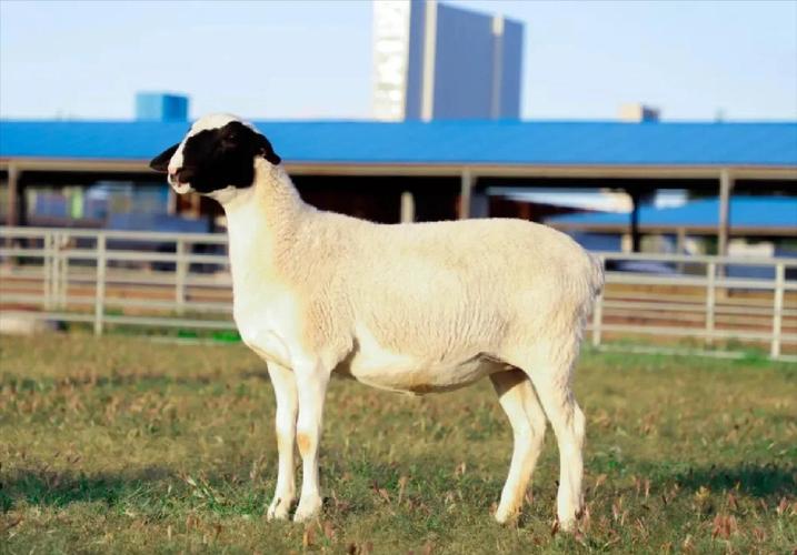 牧业国家是否提供优良品种？-图2