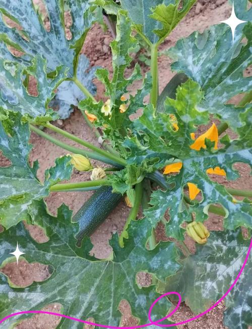 棱角瓜怎么种？关键技术有哪些？-图1