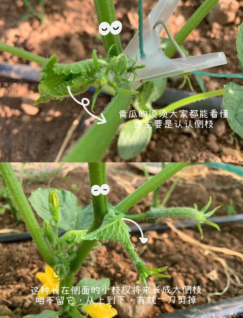 棱角瓜怎么种？关键技术有哪些？-图3
