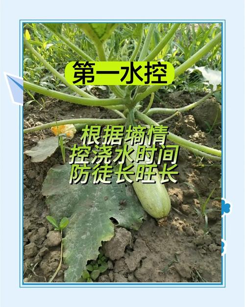 棱角瓜怎么种？关键技术有哪些？-图2