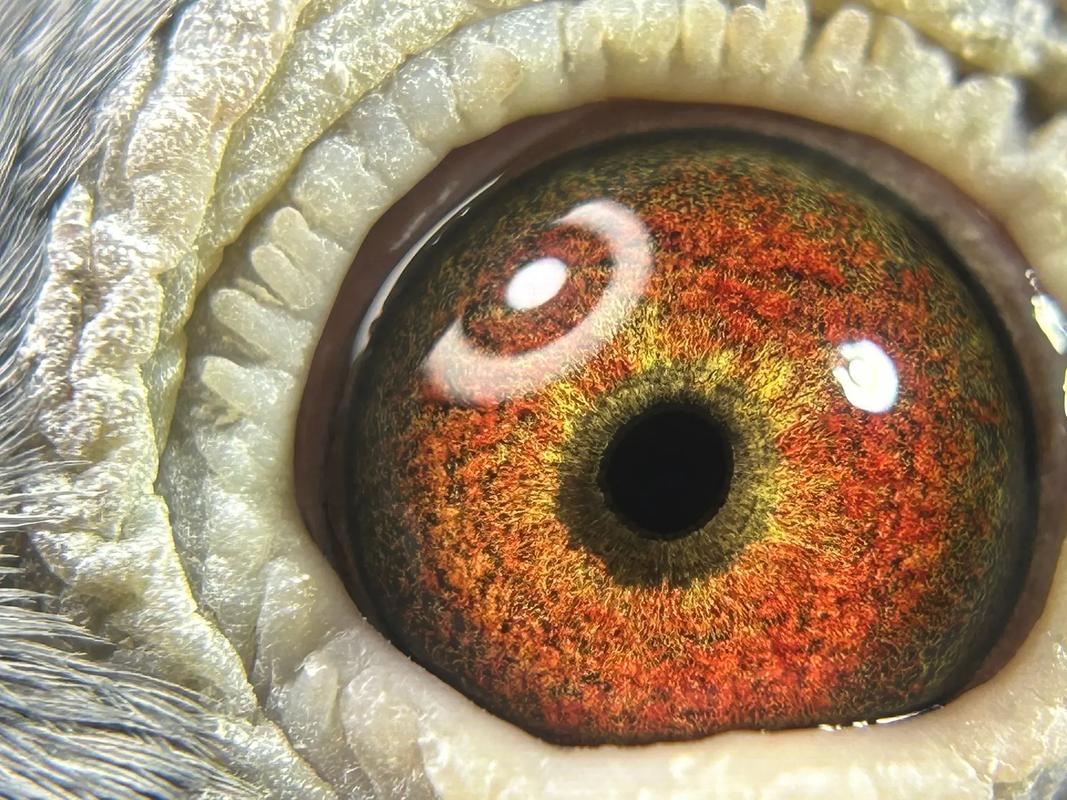 2025年银霜狐皮价格会涨还是跌?-图3 2025年银霜狐皮价格会涨还是跌?-图3