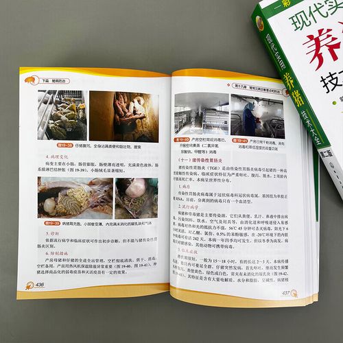 规模养猪关键技术环节有哪些？-图3