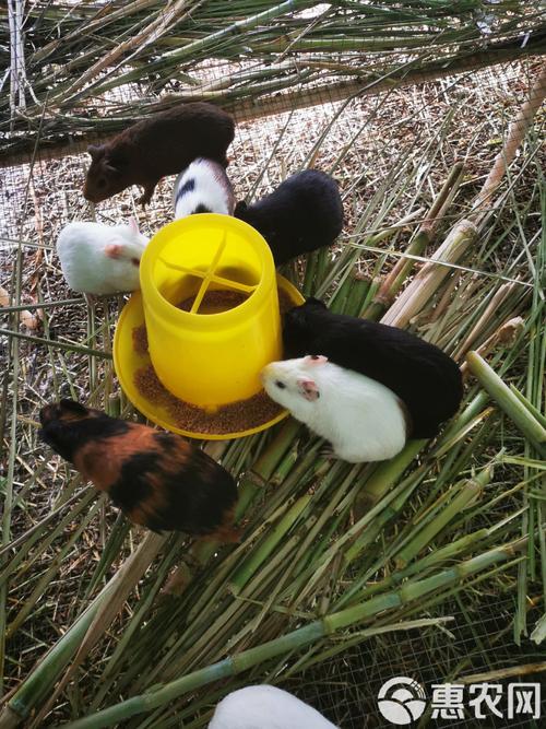 黑豚鼠养殖技术视频高清哪里看？-图2