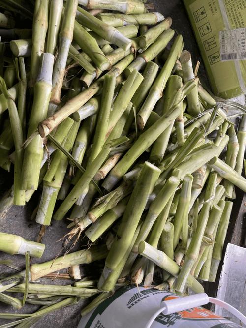 黑豚鼠养殖技术视频高清哪里看？-图3