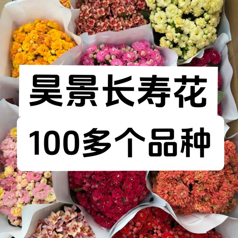 哪些长寿花品种颜值高?-图3 哪些长寿花品种颜值高?-图3